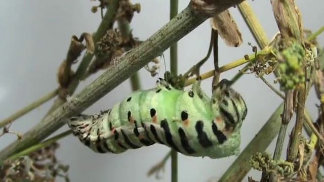 Papilio machaon metamorphosis смотреть онлайн