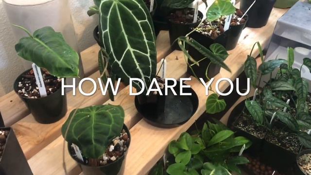 Mega Rare Plant Sale | Houseplant Shop Tour | Philodendron Monstera Hoya Anthurium смотреть онлайн