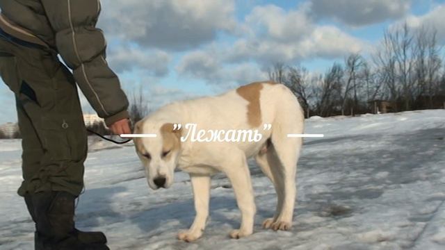 ВУДЖАН. Первое занятие. (Щенки алабая от Лахти Коаст) смотреть онлайн