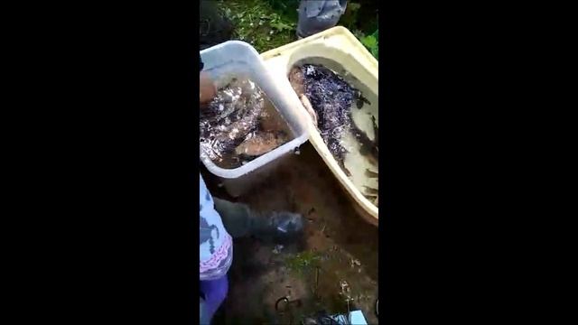 Чистка пруда. Часть 2. Запуск карася..wmv смотреть онлайн