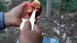 Нектарин Сноу  Квин.Snow Queen. Обзор сортов в моем саду.