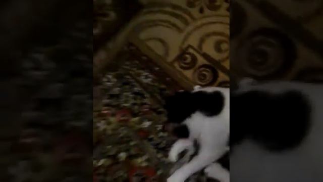 Суперрр Мотя