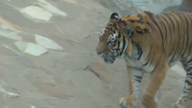 Амурский тигр в Московском зоопарке смотреть онлайн