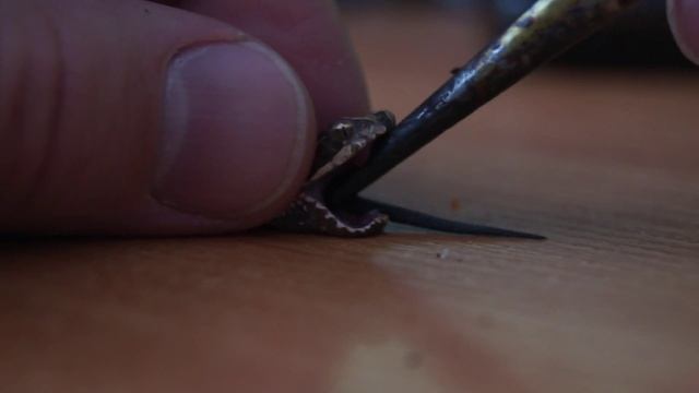 Животные ОбзорЫ Принудительное кормление Щитомордника смотреть онлайн