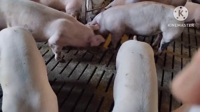 Щелевые полы в свинарнике. Что нужно знать?