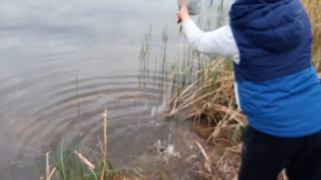 Пацанята зарыбляют пруд карасиком и линьком. Зарыбление пруда. смотреть онлайн