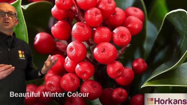 Skimmia Obsession смотреть онлайн