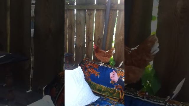 Наглая, соседская Курица. смотреть онлайн