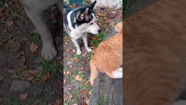 СОБАКА ПРИСТАЕТ К КОТУ смотреть онлайн