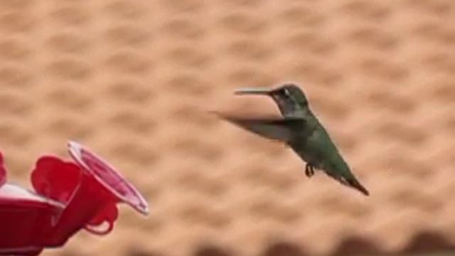 Slow-Mo Hummer - Canon Powershot SX40 HS смотреть онлайн