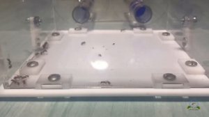 Myrmica rubra содержание ?