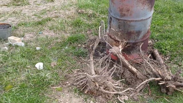 Про смородину, сирень и негативные комментарии смотреть онлайн