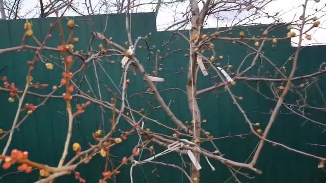 ОБРАБОТКА САДА ВЕСНОЙ. ТопСад смотреть онлайн
