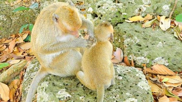 MG- JR Very Small One Why A Big Monkey Force & Cry Like This | Million Pity & Unhappy To See JR