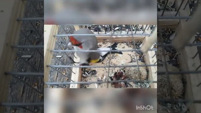 Ловля щегла. Седоголовый. Молодой самец. смотреть онлайн