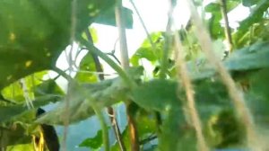 Огурцы сравнение Либеллы и Германа в парнике