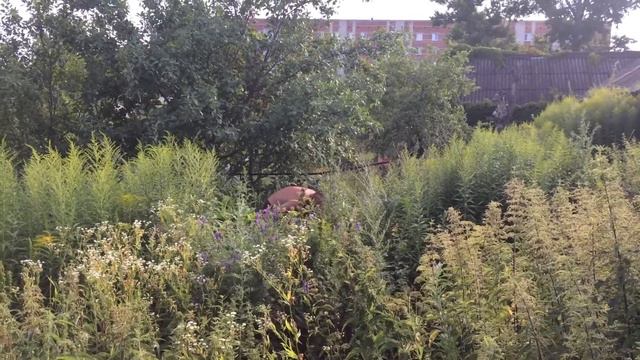 Борщевик!!!! Смотреть всем!!! смотреть онлайн