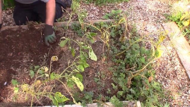 Norland Red Potato Reveal! смотреть онлайн