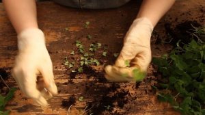 Сальвия сорт Reddy. Пикировка. Прищипку делать не нужно, главное вовремя посеять семена сальвии.