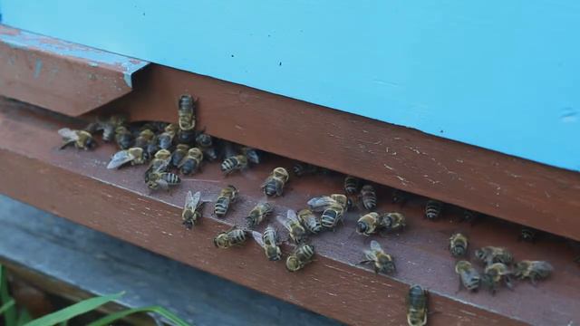 Пчелы гонят трутня