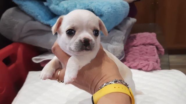 Каралез Шулдан Кастропуло Крым Симферополь,щенок чихуахуа, мальчик, продам купить резерв смотреть онлайн