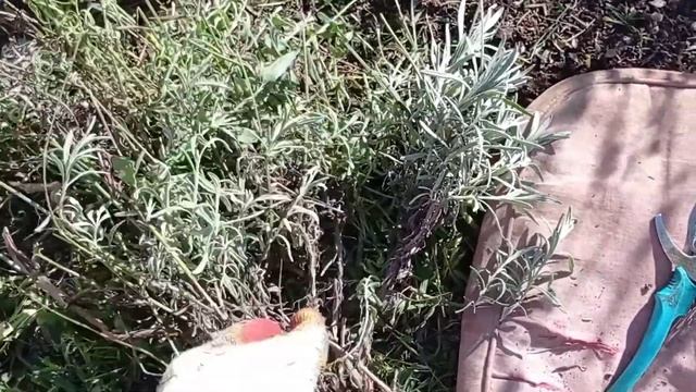 Убираем сорняки из цветников. "Лавандовая клумба". Август 2022. смотреть онлайн
