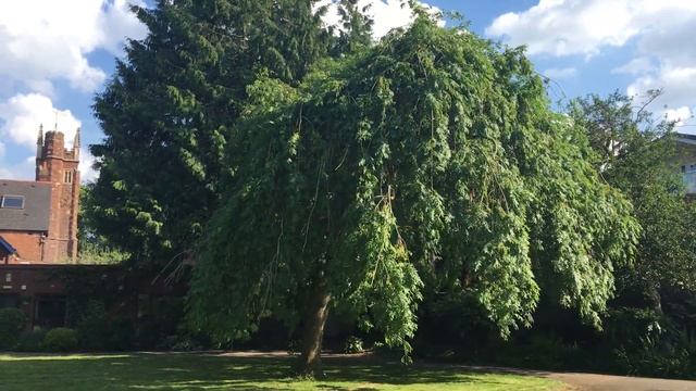 Weeping Ash (Fraxinus excelsior 'Pendula') - tree - June 2018 смотреть онлайн