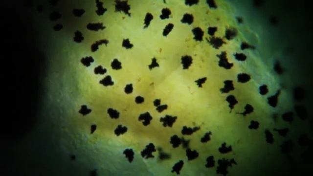 Triturus vulgaris, les mélanophores смотреть онлайн