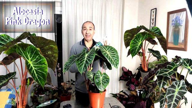 ALOCASIA PINK DRAGON Y SUS CUIDADOS смотреть онлайн