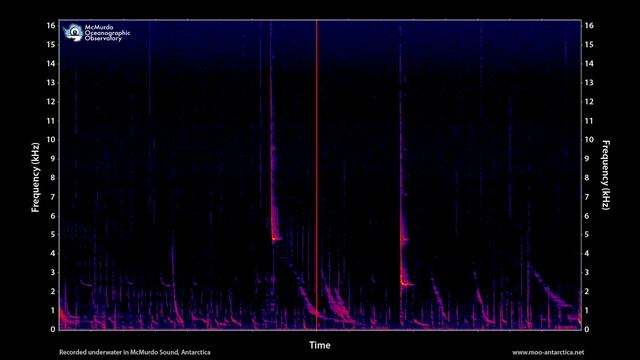Song of the Antarctic Weddell Seal, 2 hours - MOO Antarctica смотреть онлайн