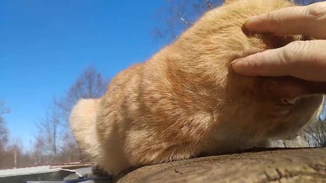 РЫЖИЙ КОТ. смотреть онлайн