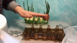 посадка лука в ячейки от яиц