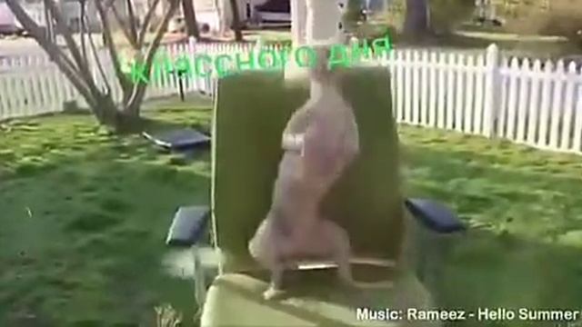 Танцы зверей!!!!!смешные приколы с животными. смотреть онлайн
