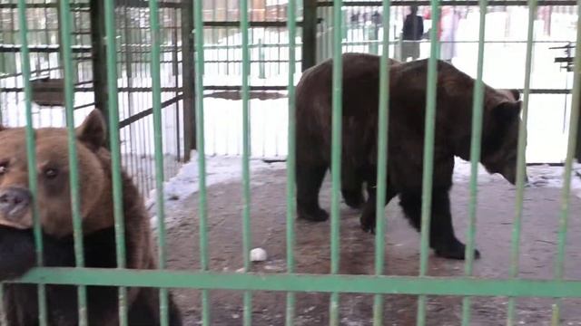 Орловское полесье, медведи смотреть онлайн