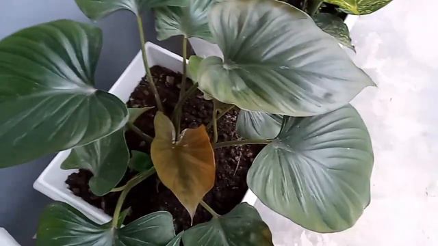 Tanaman Hias Homalomena смотреть онлайн