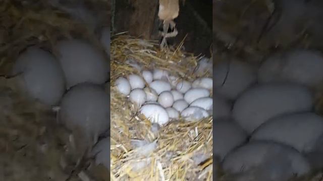 Яйца индоутки/сколько длится инкубационныя яиц индоутки смотреть онлайн