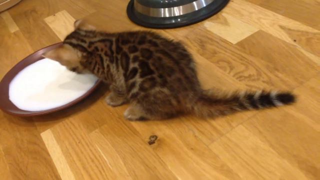 Питомник benamour смотреть онлайн