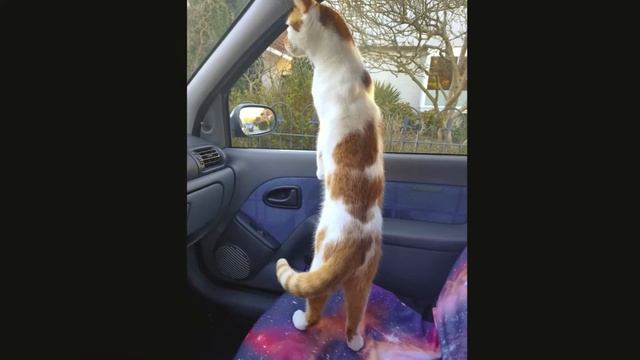 From Reno Clio (2000) to VW Polo (2012) смотреть онлайн