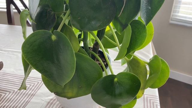 Peperomia Polybotrya Care Tips Costa Farms Trending Tropicals Peperomia Raindrop House Plant Care
