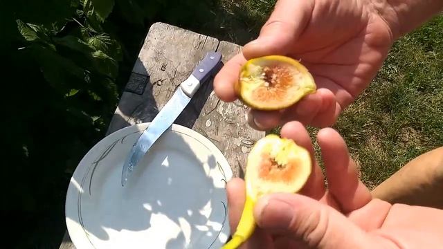 Ранний,урожайный,сорт Рандино.Инжир