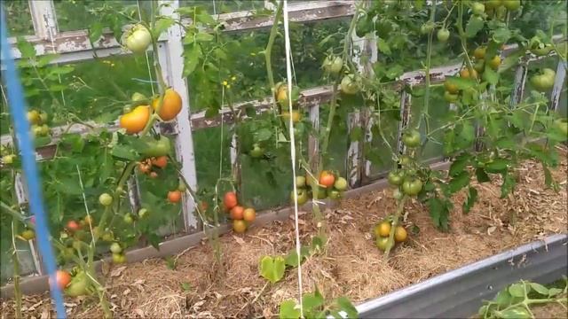 Опять без ФИТОФТОРЫ мои ПОМИДОРЫ. смотреть онлайн