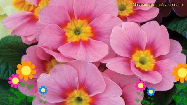 Примула бесстебельная Аляска Роуз. Краткий обзор, описание характеристик primula acaulis Alaska Ros смотреть онлайн