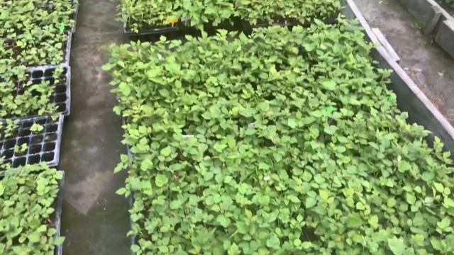 Применение Осмокота на саженцах малины . 9 июля 2022 г. смотреть онлайн