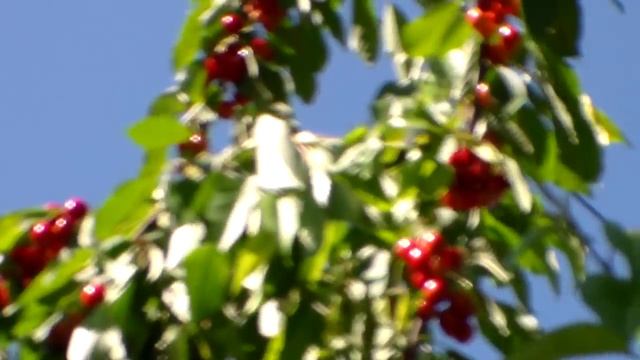 Защита черешни от птиц. "Человек-сова" с противогаза. смотреть онлайн