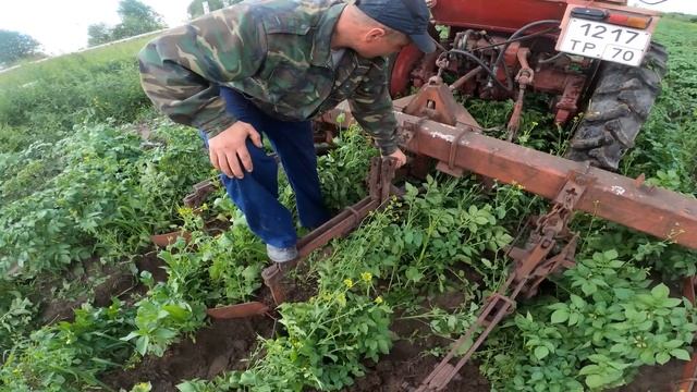 Трактор Т-25 Окучивает картошку! Хочу себе такой же! смотреть онлайн