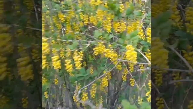 Цветущий барбарис под музыку Вивальди. Весна. смотреть онлайн