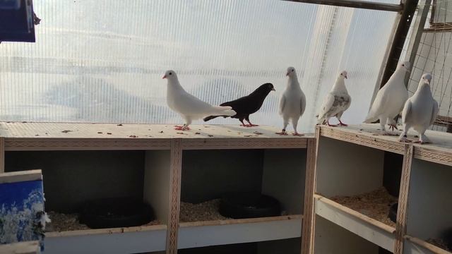 Снова подарили голубей