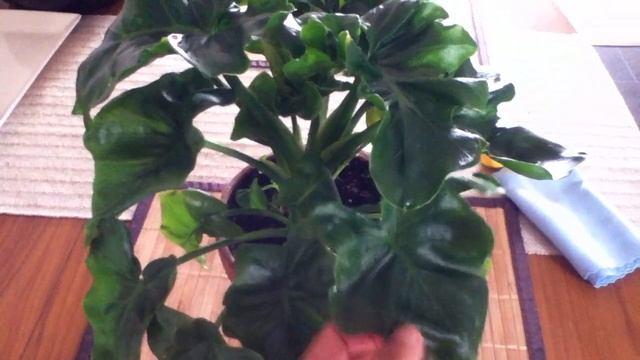 Philodendron Atom,Update,Care Tips.