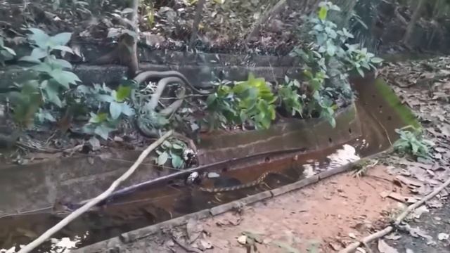 Fatal Battle Between King Cobra and Giant Python Ends смотреть онлайн