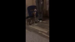 103. С какого возраста начинать дрессировку щенка?